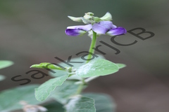 Crotalaria verrucosa
